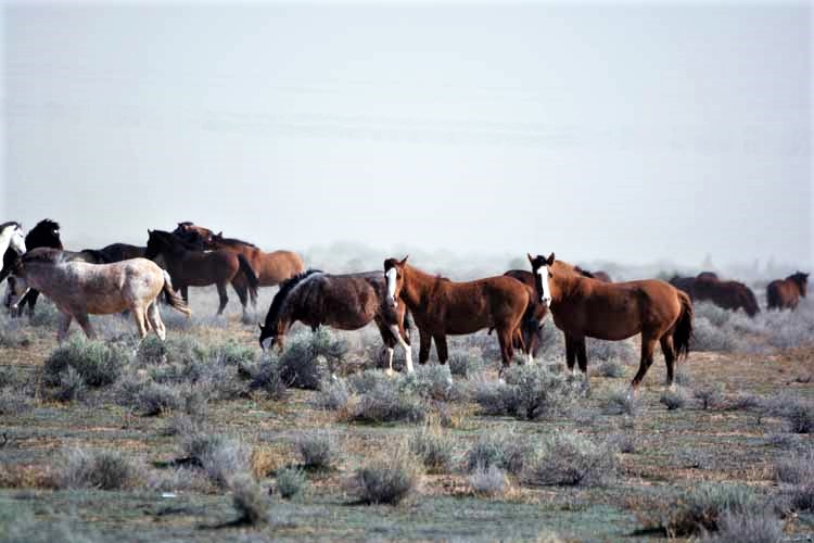 mustangs